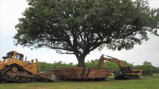 100 Year Old Compton Oak Move Successful in League City [upl. by Yarg]