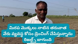 వేరువ్యవస్థా కోసం డ్రేంచింగ్soil drenching in chilliradifarmnpkfertilizerfungicideమిరపyt [upl. by Eisnyl]