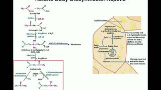 The Biosynthesis of Ketone Bodies  Pathway amp Explanation [upl. by Panta]