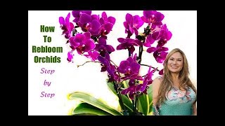 ORCHID CARE TIPS AFTER FLOWERING How to Make ORCHIDS REBLOOM 💐Flower Again 😀Shirley Bovshow [upl. by Asil543]