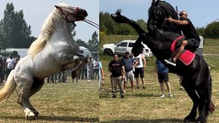 CAI FRUMOSI și SPECTACOL 🇹🇩Festivalul ecvestru de la Bradu Jud Sibiu [upl. by Naman]