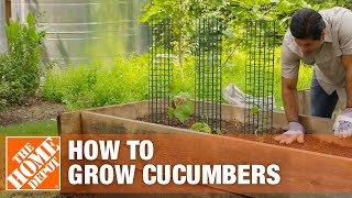 How to Grow Cucumbers  Planting Cucumbers  The Home Depot [upl. by Llehsyar82]