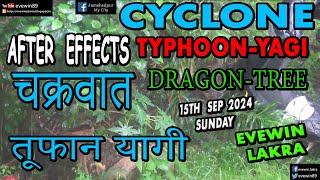 TYPHOON  YAGI  CYCLONE  RAIN  DRAGON  TREE  15TH SEP 2024  EVEWIN  LAKRA [upl. by Eddy]