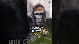 Why gorilla eat their poop animals wildlife animalfacts gorilla [upl. by Nalo]