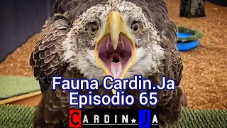 Fauna Episodio 65 [upl. by Akenom]