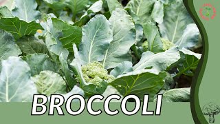 BROCCOLI Information and Growing Tips Brassica oleracea var italica [upl. by Luwana613]