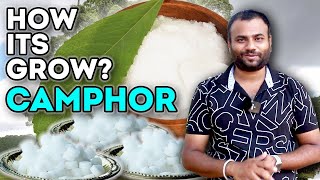 How does it grow Camphor   कपूर कैसे बनता है   Farming engineer [upl. by Verla]