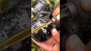 Black apple 🍎 shorts new nature fruits garden vegetables foryou shortvideo [upl. by Mcconnell947]