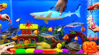 Sharks Fish And Toys Little Fish Big Fish Cute Pets Unicorn Sea Animals Octopus Fish Tank [upl. by Aaberg]