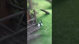 Gato correndo atrás do cachorro 😂 shorts pets dogs [upl. by Richelle24]