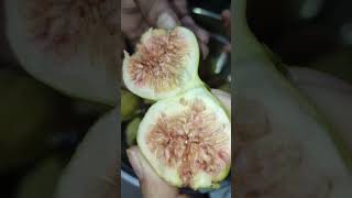 Figs  anjeer fruit cutting figs fruitcutting trending [upl. by Aleyak]