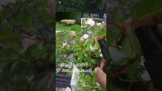 പാമ്പ് തുപ്പുന്നതാണോ അതോ പിശാശോ diy keralagarden rose froghopper thuppi insecticide vinegar [upl. by Nnaeirrac81]