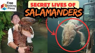 Nakakita Ka na ba nito Misteryosong Salamander Halimaw nga ba AXOLOTL [upl. by Neeham]