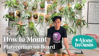 How to Mount Staghorn Fern Platycerium on Board  Simple StepbySteps Guide [upl. by Jemena]