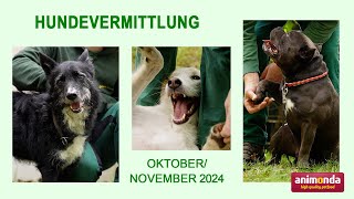 Hundevermittlung  OktoberNovember 2024 Tierheim Hannover TV [upl. by Eladnor193]