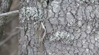 Singing Treecreeper Norway [upl. by Ettevol]