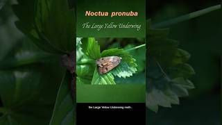 The Large Yellow Underwing Moth [upl. by Edobalo39]