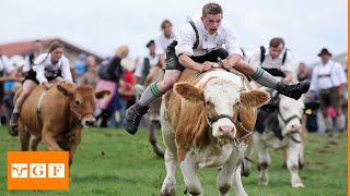 Crazy racing with cows🤣🤣🤣 [upl. by Nyrhtakyram]