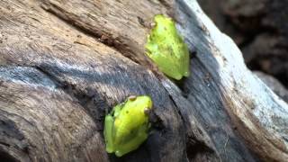 Glass reed frogs Hyperolius pusillus [upl. by Goar530]