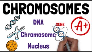 CHROMOSOMES  Biology GCSE and iGCSE Exam Revision [upl. by Eldwin]