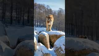 tigerfight tiger funny fightingtiger wildlife wildtiger animals wildfighter comedy [upl. by Ociram]