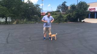 How to train a dog to walk on a loose leash [upl. by Yevrah]