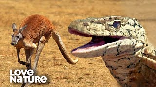 Monster Lizard Perentie Chases After Kangaroo in Epic Hunt  Love Nature [upl. by Lasley]