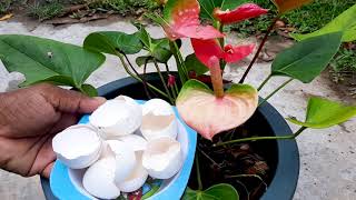 Anthurium Plant Care [upl. by Tidwell]