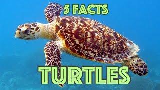 5 Facts About Turtles  Turtle Facts For Kids [upl. by Adnaerb257]