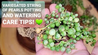 96 VARIEGATED STRING OF PEARLS HOW TO WATER CARE TIPS AND REPOTTING [upl. by Annanhoj]