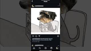 🫶 puppy aussiedoodle aussiedoopaco fyp [upl. by Auguste]