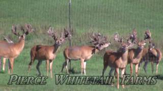 Pierce Whitetails Farms Trophy Bucks  2009 Part 1 [upl. by Aiuqcaj641]