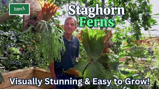 Staghorn Ferns  Visually stunning and easy to grow [upl. by Eellek]