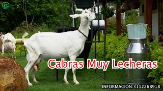 LAS CABRAS MÁS LECHERAS en Cabrío de Colombia [upl. by Samohtnhoj]