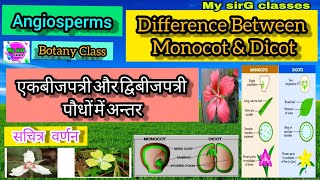 Difference between Monocot amp Dicot plants एकबीजपत्री और द्विबीज पत्री पौधों में अन्तर। [upl. by Gayl]