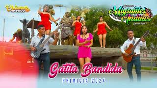 GATITA BANDIDA  MIGRANTES ANDINOS PRIMICIA 2024 [upl. by Ecirpac]