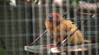 Baby Golden Lion Tamarin [upl. by Ytisahcal40]