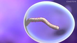 How Ebola Virus Infects a Cell [upl. by Cinom847]