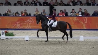 INDIAN ROCK by Apache  Vivaldi at the stallion competition sHertogenbosch 2019 [upl. by Wiles]