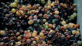 Tokaji aszú szüret  Aszú harvest in Tokaj [upl. by Swinton]