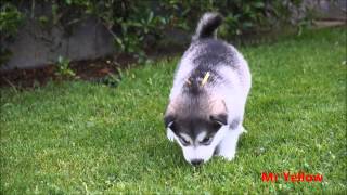 Alaskan Malamutes 4 weeks old [upl. by Hollah]