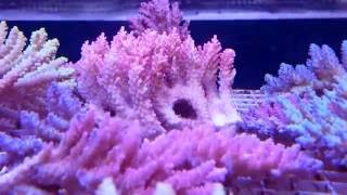 Amazing corals in coralfarmeu with Aquaforest products [upl. by Eckardt739]