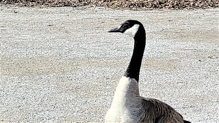 🍁Canada geese make honking sounds and fly off shorts [upl. by Lot]