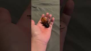 Madagascar hissing cockroach [upl. by Dusa]