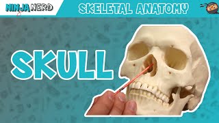 Skull Anatomy  Older Version [upl. by Cresida]