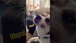 Will My Husky Puppy Calm Down Husky Facts NEVER shorts husky dogshorts shortsvideo funnydogs [upl. by Kolnos]