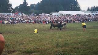 Korida Kocicev zbor 2019 Zuja Tubic  Zekonja Duman polufinale teska [upl. by Leahcar]