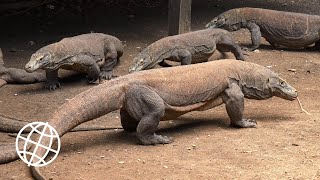 Komodo National Park Indonesia Amazing Places 4K [upl. by Cornell]