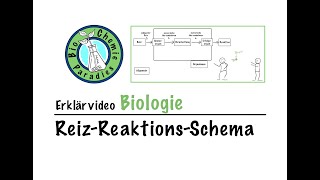 Erklärvideo Biologie – ReizReaktionsSchema [upl. by Liakim]