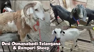 desi bakri osmanabadi goats telangana menda amp rampuri sheep in Hyderabad Jhirra Asif nagar [upl. by Rodrick]